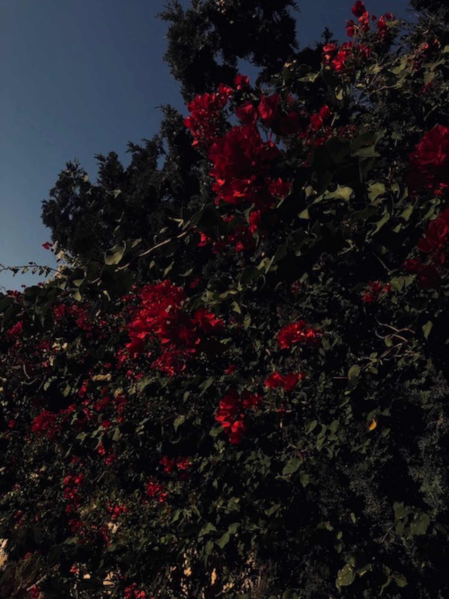 Bougainvillier rouge