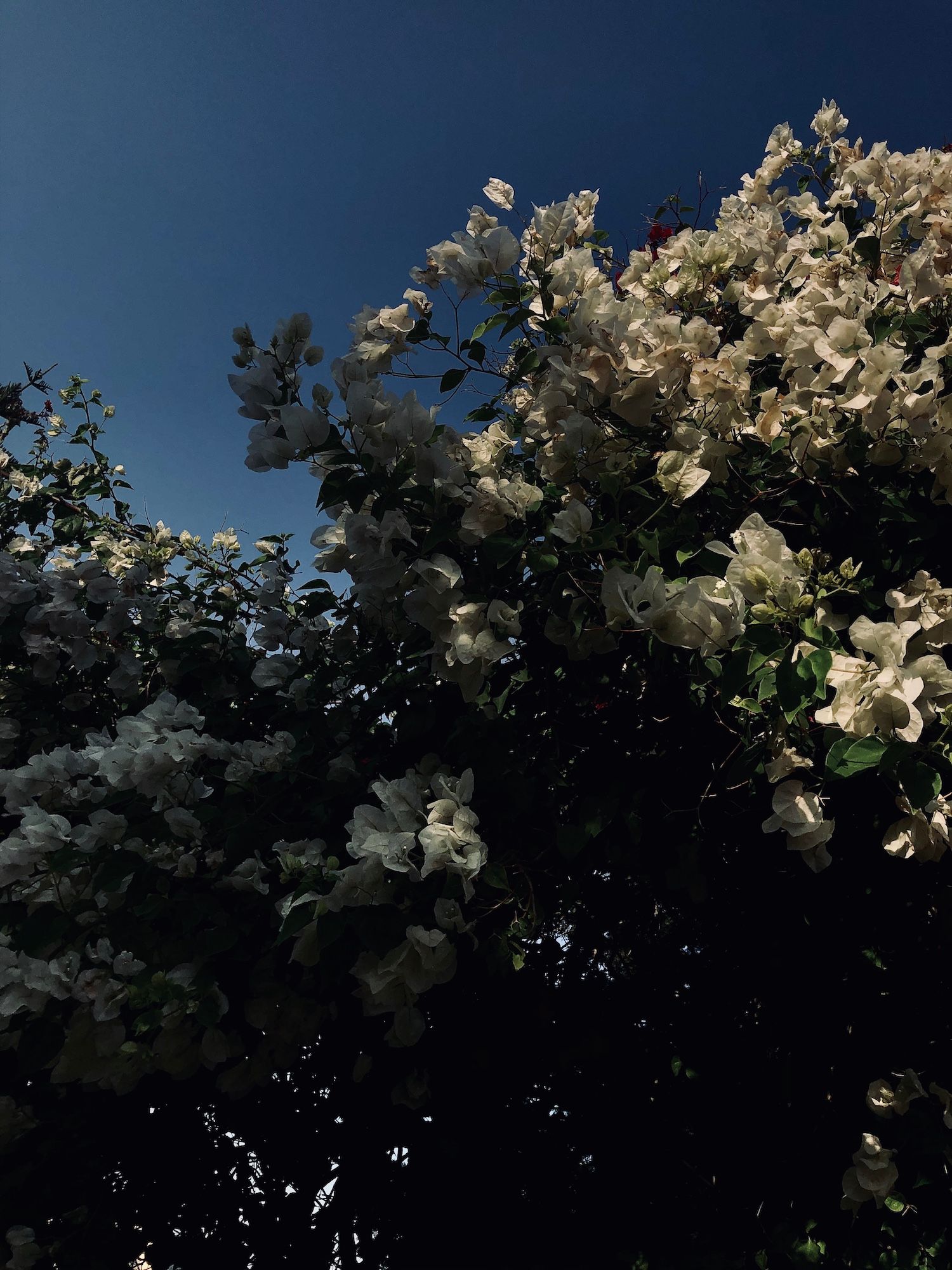 Bougainvillier blanc